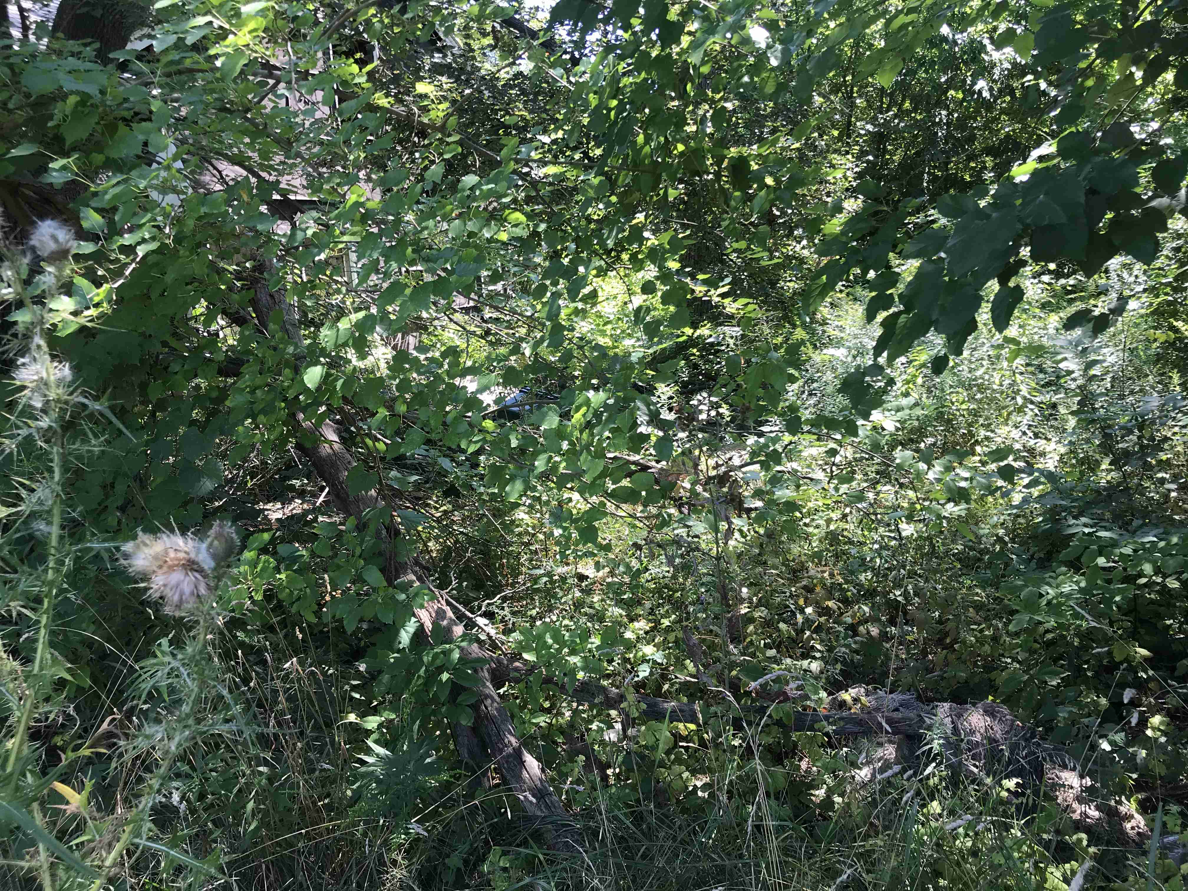 Photo Aug 21, 1 13 25 PM.jpg